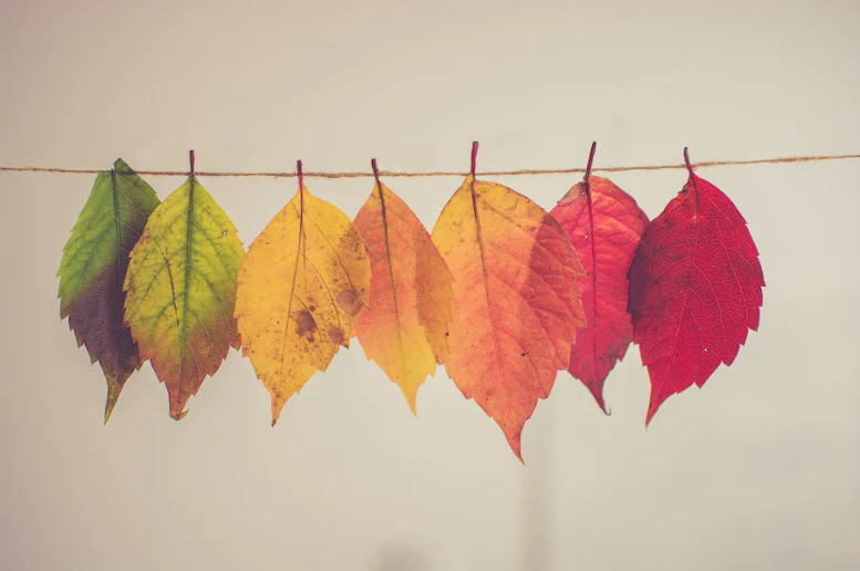 As The Leaves Change, So Should Your Financing Strategy